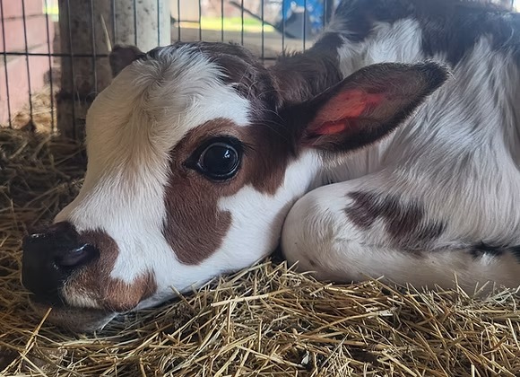 Mini Zebu Bottle Bull Calf — Healthy & Tame